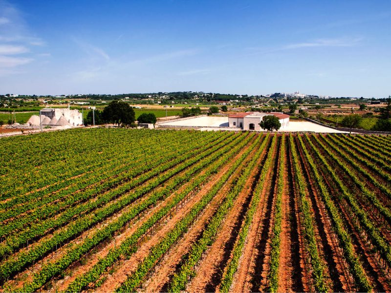 Wine tour in Valle d'Itria